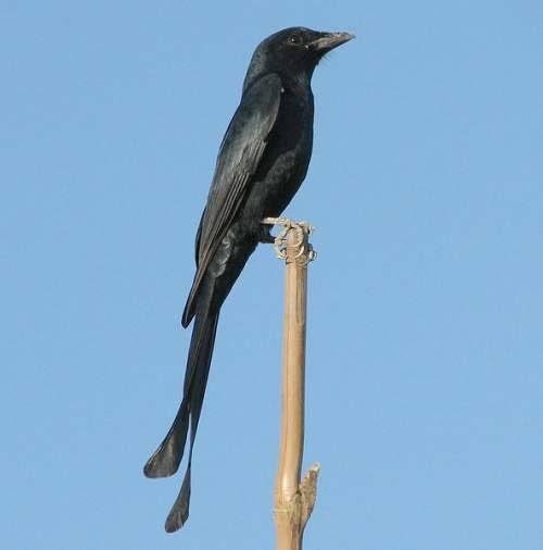 Black Drongo