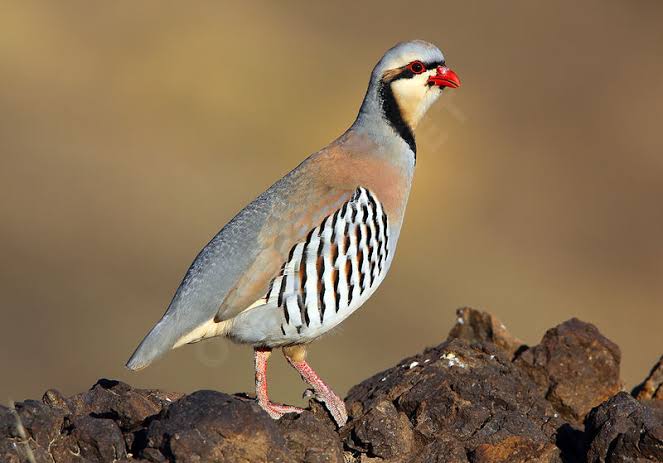 Chukar Partridge