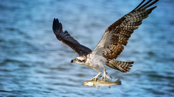 Osprey