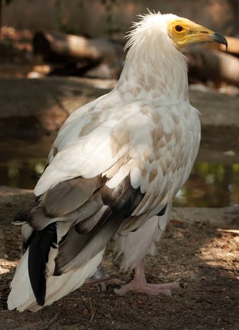 Egyptian Vulture