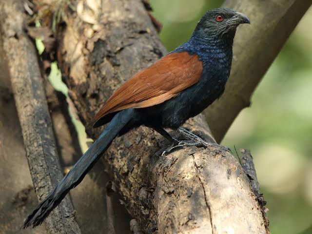 Crested Bunting