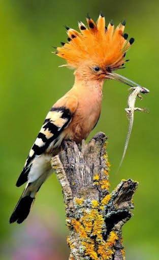 Hoopoe Bird