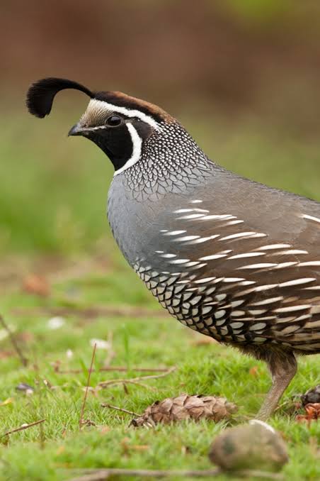 Common Quail