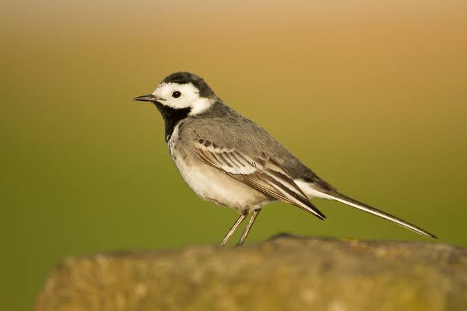 Wagtail