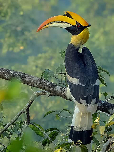 Hornbill