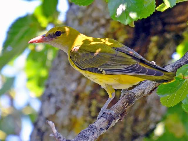 Golden Oriole