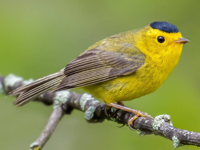 Warbler