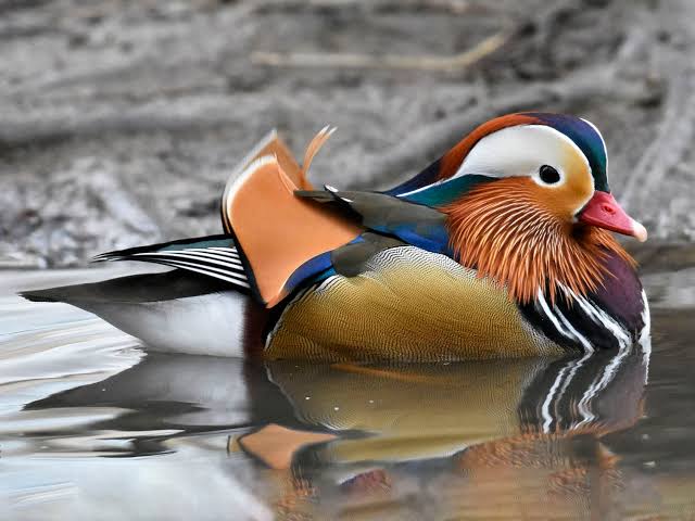 Mandarin duck