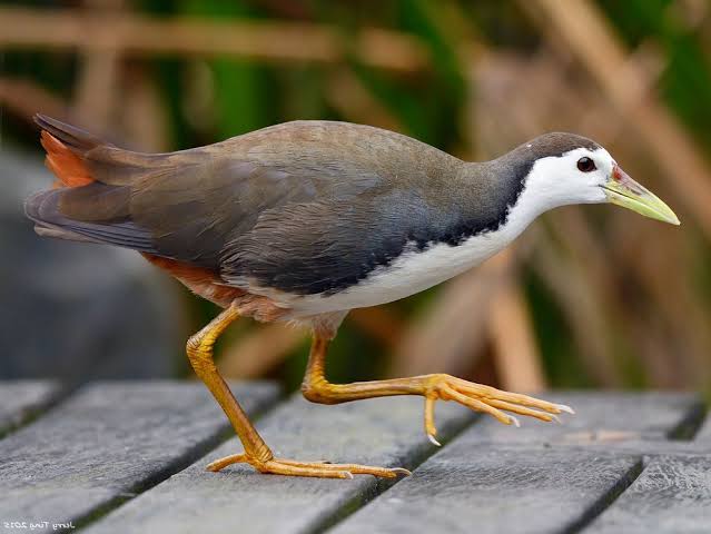 White-breasted Waterhen