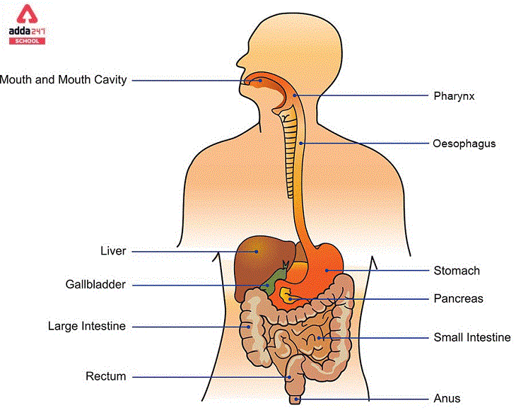 digestive system of human