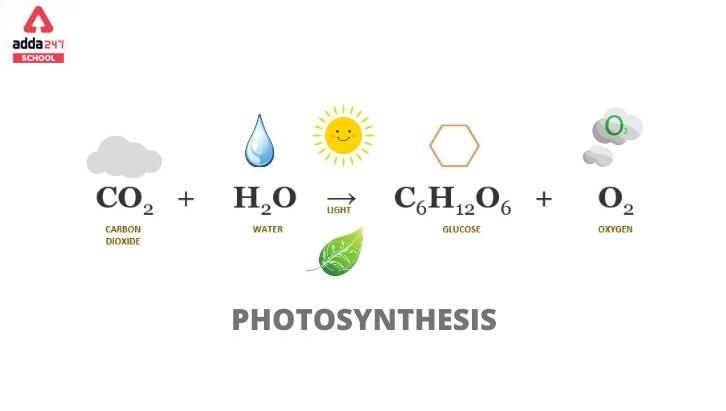 Photosynthesis Equation Reaction Diagram Process Examples