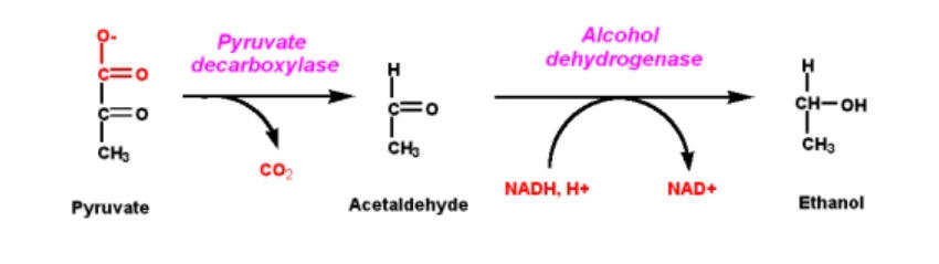 Fragmentation reaction