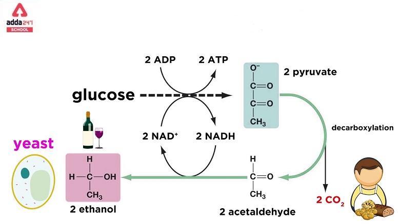 fragmentation diagram