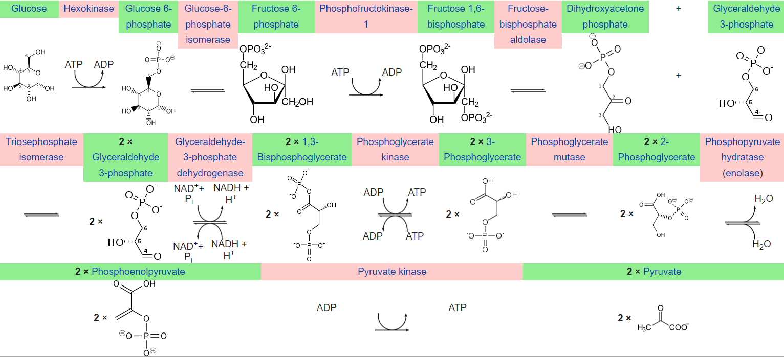 glycolysis reaction diagram