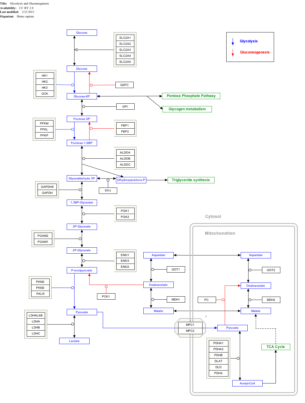 glycolysis reaction pathway