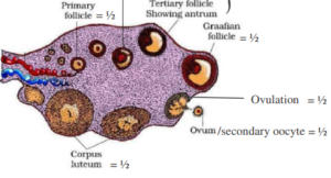 CBSE Class 12 Biology Previous Year Question Papers With Solutions_5.1