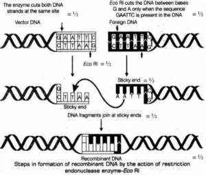 CBSE Class 12 Biology Previous Year Question Papers With Solutions_6.1