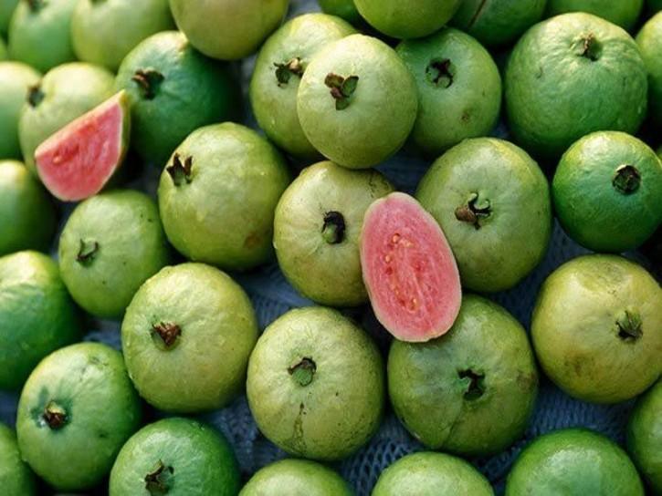 Guava