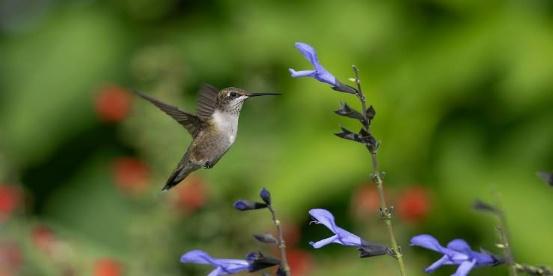 Hummingbird