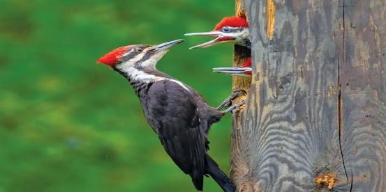 Woodpecker