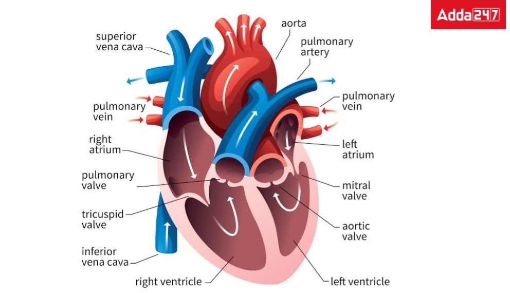 Heart diagram