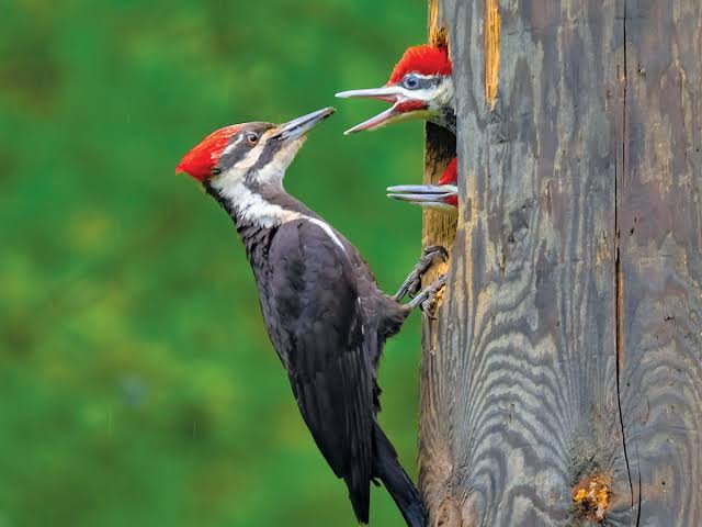 Woodpecker