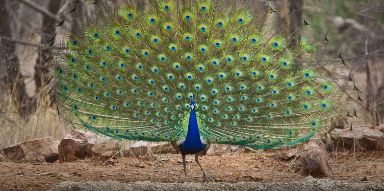 Peacock