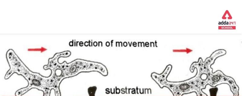 Amoeba: Cell, Diagram, Classification, Nutrition -_7.1