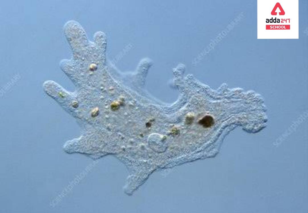 Amoeba: Cell, Diagram, Classification, Nutrition -_3.1