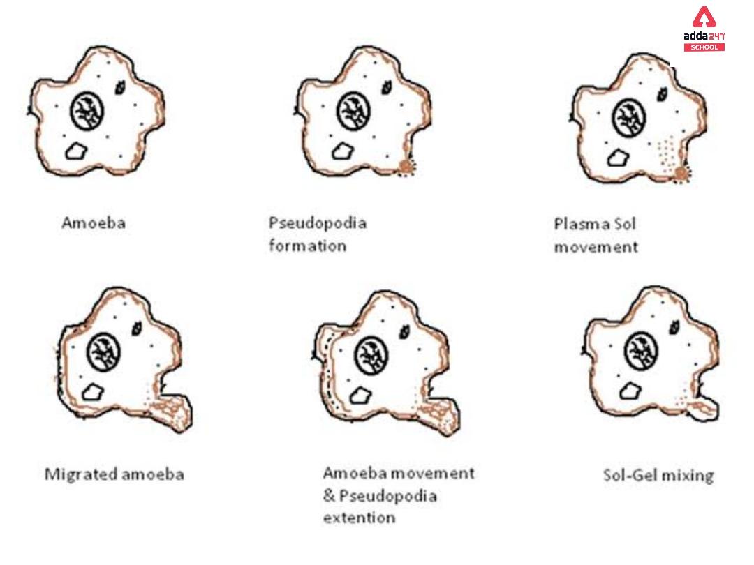 Amoeba: Cell, Diagram, Classification, Nutrition_6.1