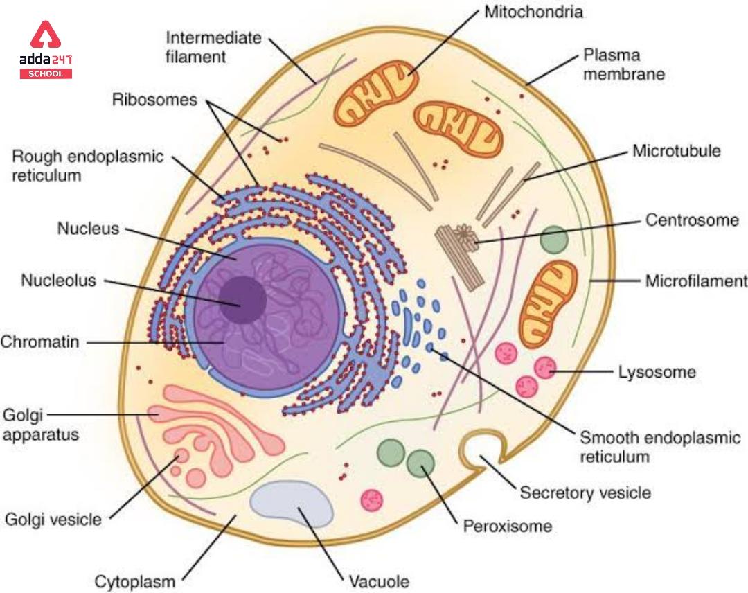 What Is Cell? - Definition, Diagram, Types, Structure & Functions -_3.1