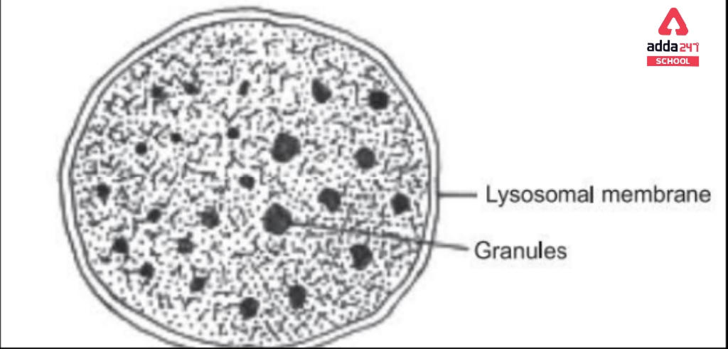 What Is Cell? - Definition, Diagram, Types, Structure & Functions -_8.1