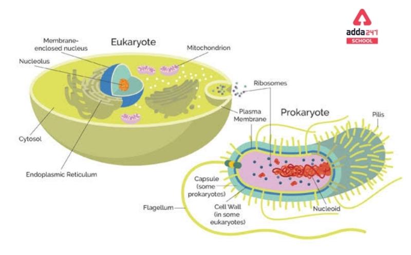 What Is Cell? - Definition, Diagram, Types, Structure & Functions -_4.1