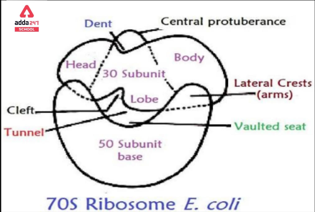 What Is Cell? - Definition, Diagram, Types, Structure & Functions -_10.1