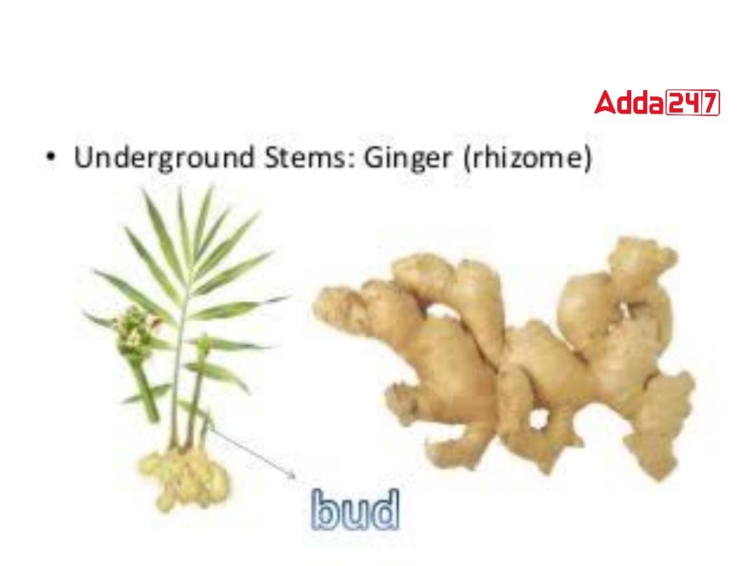 Vegetative Propagation Examples, Meaning, Definition, Advantage -_3.1