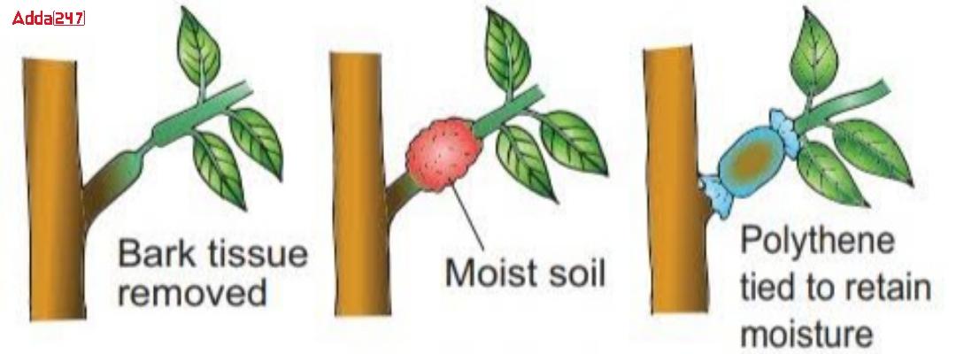 Vegetative Propagation Examples, Meaning, Definition, Advantage_6.1