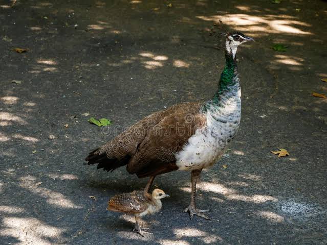 Peahen