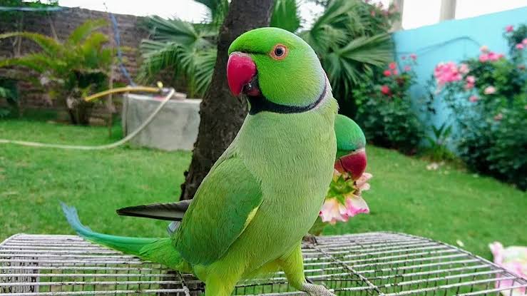 Parrot