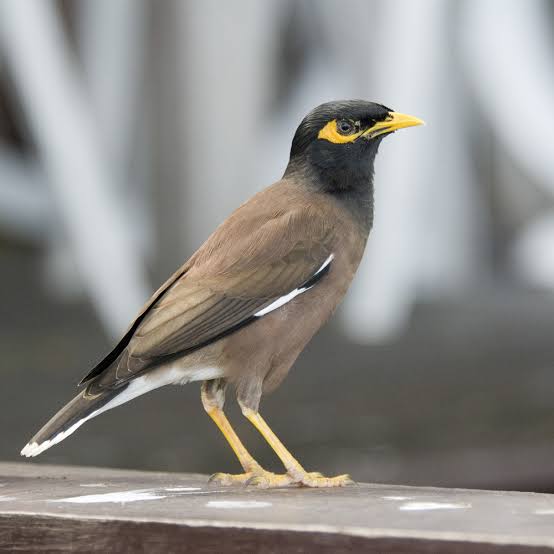 Myna