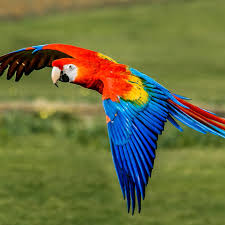 Macaw