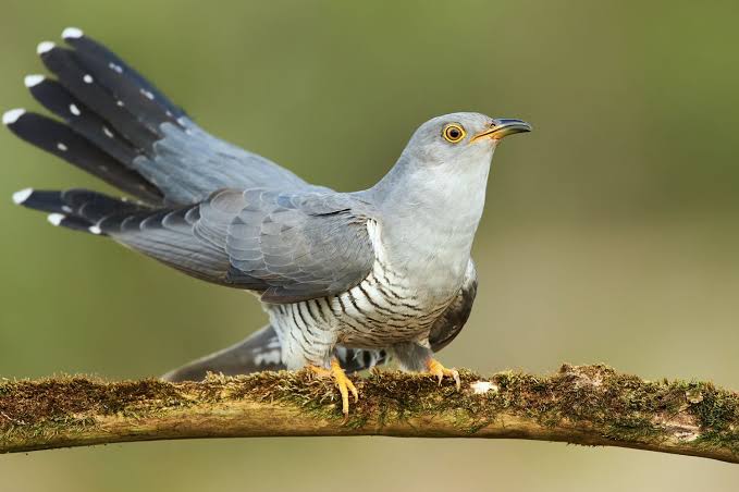 Cuckoo