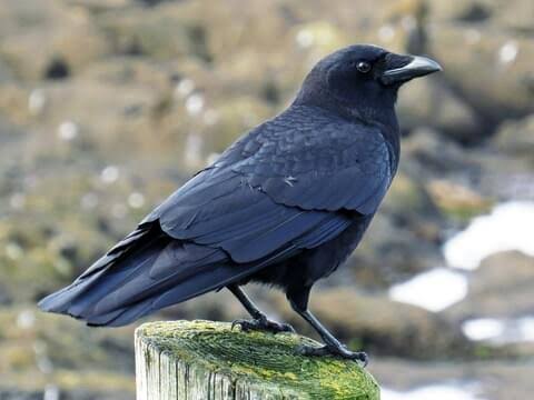 Crow