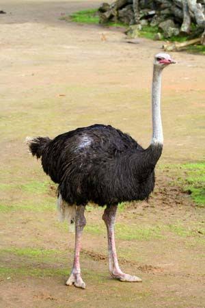 Ostrich