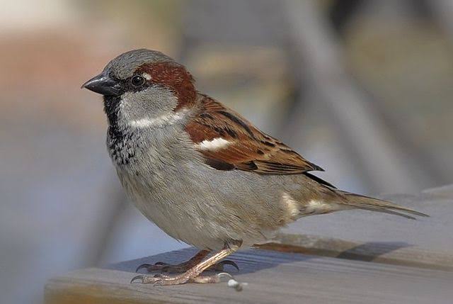 Sparrow