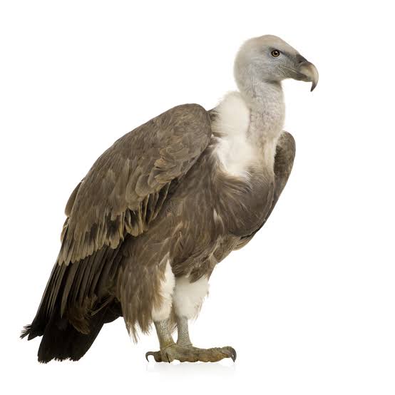 Vulture