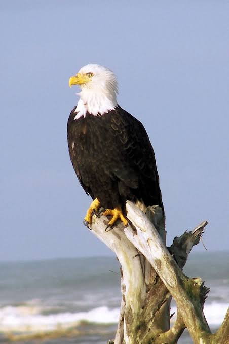 Eagle