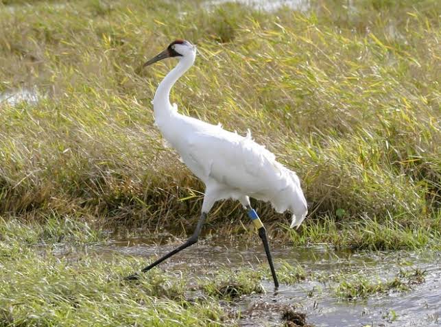 Stork