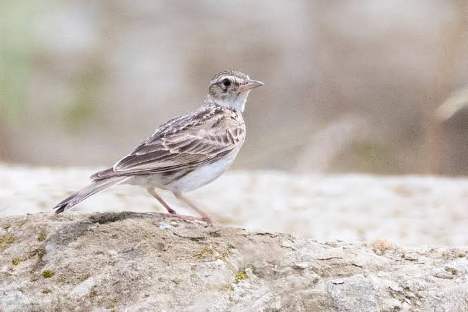 Skylark