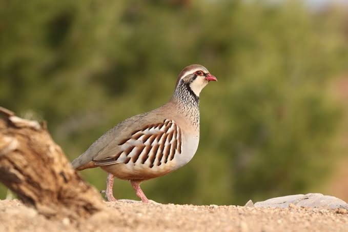 Pheasant