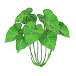 Colocasia Leaves